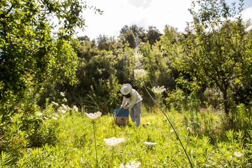 Ultimate Guide to Manuka Honey